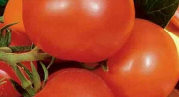 Popis odrůdy rajčat moje radost, vlastnosti pěstování a péče